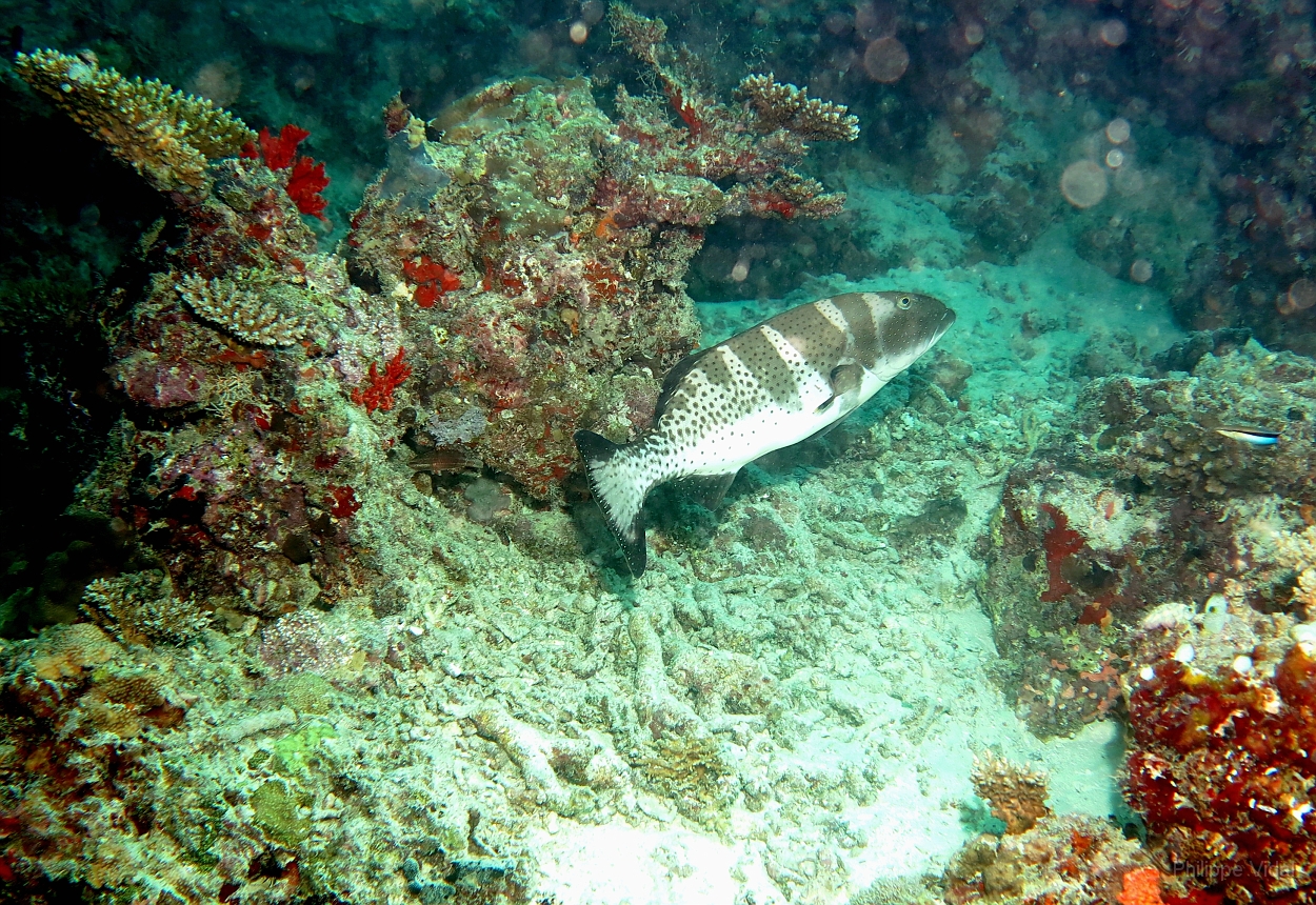 Velidhu - 2013_03_12 - IMG_0601rf_Merou selle ou leopard - Plectropomus laevis_Napoleon reef_Plongee.jpg